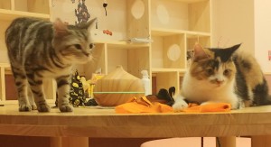 猫カフェ